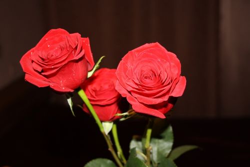 Rožės, Gėlės, Raudona Roze, Puokštė