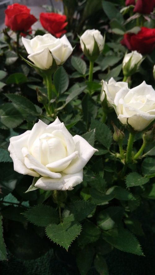 Rožės, Balta Rožė, Gėlė, Rožė, Žiedlapis, Gėlių, Romantika, Lapai, Flora