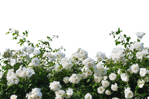 Rožės, Baltos Rožės, Gamta, Žiedas, Žydėti, Gėlė, Augalas, Sodo Rožė