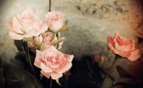 Rožės, Romantiškas, Nostalgija, Spalva, Rožinis, Žvilgantis Rožinis