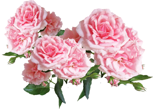 Rožės, Rožinis, Gėlių Ekranas