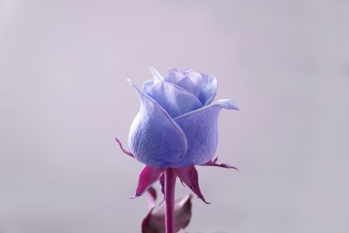 Rožės, Emocija, Meilė, Mėlyna Violetinė