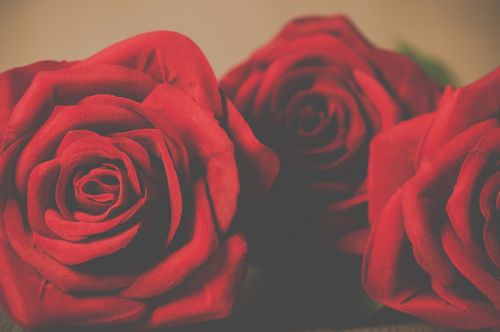 Rožės, Žiedlapis, Meilė, Romantiškas, Žydėjimas, Gėlės, Valentine, Raudona, Įsimylėjes, Gėlė, Sėkmė, Saldus