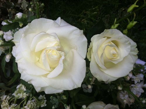 Rožės, Balta, Gėlės, Romantika, Meilė, Romantiškas