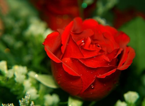 Rožės, Meilė, Raudona Roze, Gėlių Pumpurai, Drops Sượng