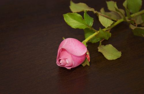 Rožės,  Rožių Pumpurukai Pakilo,  Be Honoraro Mokesčio
