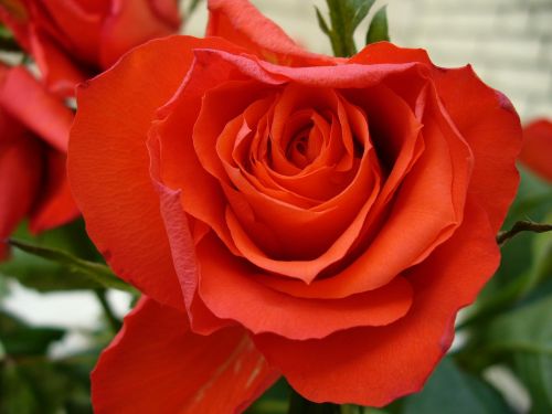 Rožės, Išaugo Žydėti, Raudona, Augalas, Kvepalai, Grožis, Romantika, Meilė, Flora, Gėlės