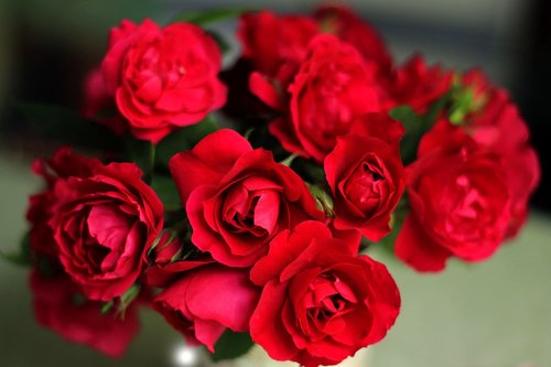 Rožės,  Raudonos Rožės,  Pobūdį,  Graži Gėlė,  Puokštė