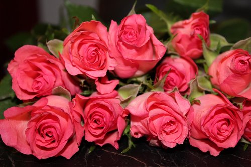 Rožės,  Rausvos Rožės,  Rožių Puokštė,  Floribunda,  Padidėjo Žydėti,  Žiedų,  Gėlių