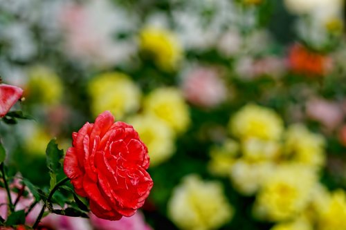 Rožės,  Rožių Lova,  Gėlės,  Aromatas,  Žiedlapiai,  Pobūdį,  Romantiškas
