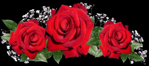 Rožės,  Raudona,  Išdėstymas,  Romantiškas,  Valentino