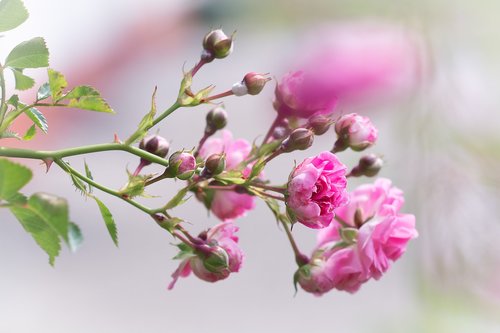 Rožės,  Rožinis,  Rausvos Gėlės,  Rausvos Rožės,  Gėlės,  Rožių Sodas,  Sodas,  Sode,  Pobūdį,  Vasara,  Floros,  Iš Arti