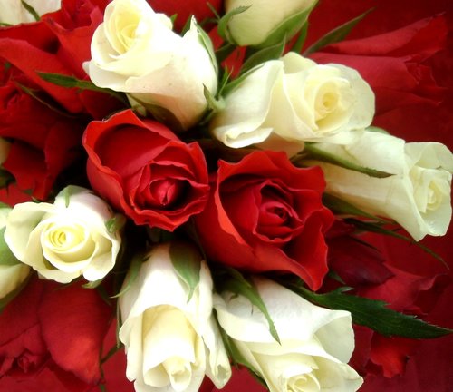 Rožės,  Raudonos Ir Baltos Rožės,  Gėlės,  Rožės Nuotrauka,  Išaugo,  Romantiškas,  Meilė,  Romantika,  Vestuvės,  Raudona,  Baltas
