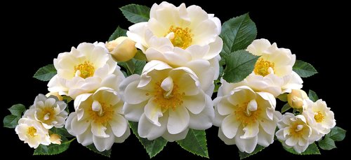 Rožės,  Baltos Spalvos,  Gėlės,  Išdėstymas,  Pobūdį,  Romantiškas