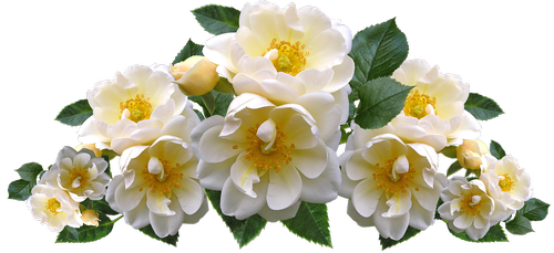 Rožės,  Baltos Spalvos,  Gėlės,  Išdėstymas,  Sodas,  Gamta