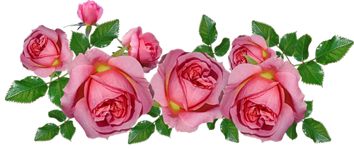 Rožės,  Rožinis,  Išdėstymas,  Kvepalai,  Gėlės,  Gamta