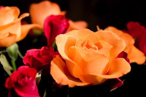 Rožės, Rožė, Žiedas, Žydėti, Raudona Roze, Išaugo Žydėti, Grožis, Gėlė, Meilė, Raudona, Romantiškas, Motinos Diena, Gėlės, Spalvinga, Romantika