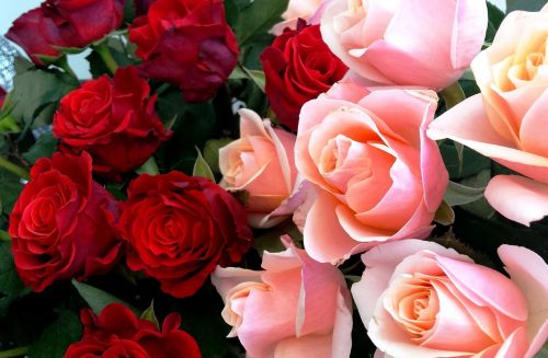 Rožės, Puokštė, Raudona, Rožinis, Dovanos, Meilė, Gražus, Gėlių, Gėlės, Romantiškas, Grožis, Žiedas, Romantika, Valentine