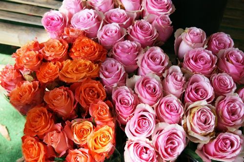 Rožės, Spalva Rožinė, Gėlės