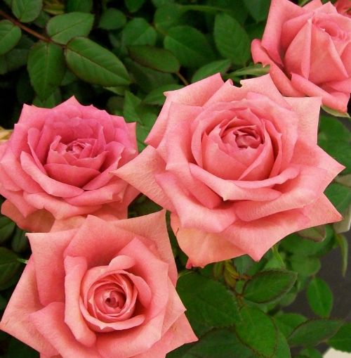 Rožės, Rožinis, Romantika, Žydėti, Gėlės