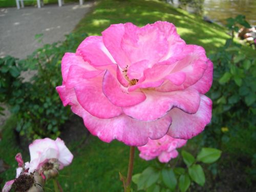 Rožės, Handel, Baden Baden