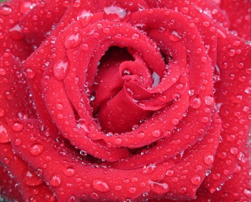 Rožės, Gėlės, Raudona Roze, Morgentau