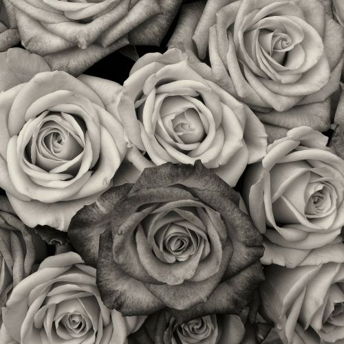 Rožės, Gėlė, Meilė, Juoda Ir Balta, Juoda Ir Balta Nuotrauka, Vaizduojamasis Menas
