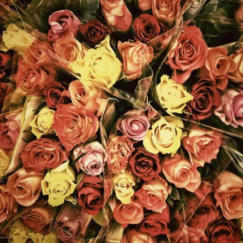 Rožės, D, Gėlės, Valentino Diena, Ačiū, Meilė, Atvirukas, Pasveikinimas, Meilė