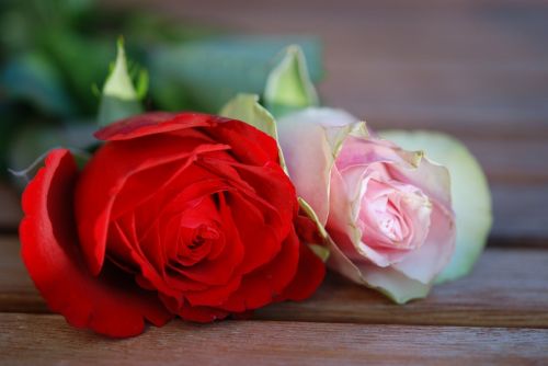 Rožės, Gėlė, Raudona, Rožinis, Gėlių, Dovanos, Romantika, Meilė