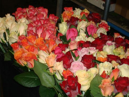 Rožės, Gėlė, Gėlės, Raudonos Rožės, Valentino Diena