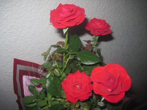 Fonas,  Gėlės,  Verslas,  Rožės Raudonos 1