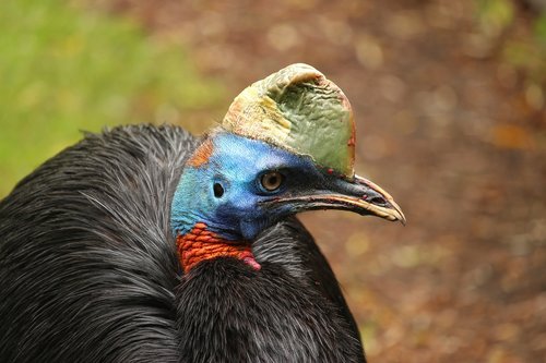 Rothalskasuar,  Einlappenkasuar,  Paukštis,  Urkiefervogel,  Kazuārs,  Papua Naujoji Gvinėja