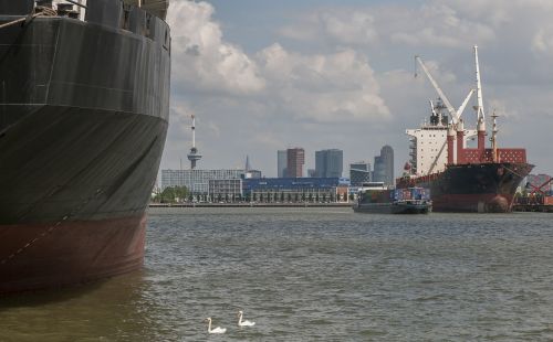 Rotterdam, Uostas, Valtis, Gulbė, Panorama, Vanduo