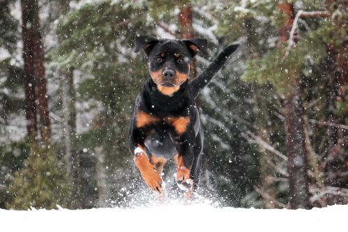 Rottweiler, Šuo, Žiema, Naminis Gyvūnėlis, Gyvūnai, Sniegas