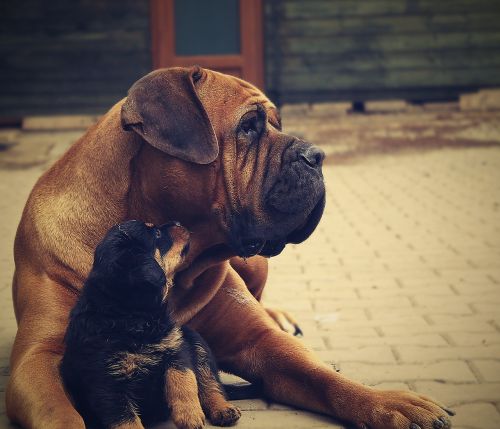 Rottweiler,  Šuniukas,  Šuo,  Fonas,  Grynas,  Gyvūnas,  Balta,  Juoda,  Mielas,  Naminis Gyvūnėlis,  Jaunas,  Šeimos Medis,  Vienas,  Ruda,  Namai,  Mažas,  Studija,  Žinduolis,  Gražus,  Meringue,  Truputį,  Portretas,  Šuniukai,  Gamta,  Laimingas,  K-9,  Sauga,  Žiema,  Veislė,  Draugas,  Sniegas,  Malonumas,  Raudona,  Linksma,  Afrikos,  Į Pietus,  Sportas,  Energija,  Atkūrimas,  Mielas,  Juokinga,  Aktyvus