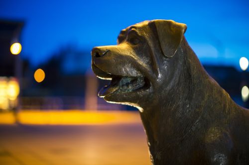Rottweiler Šuo, Šuo, Statula, Naminis Gyvūnėlis, Hundeportrait, Taikus, Rottweil, Vakaras, Miestas, Draugiškas, Gyvūnas, Meno Kūriniai