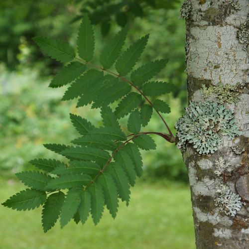 Rowan, Sorbus, Lapuočių Medis, Medis