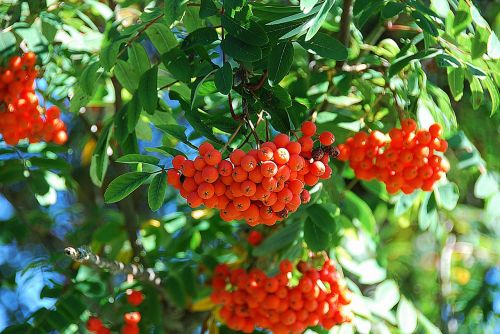 Rowan, Kalnų Pelenai, Raudonas Vaisius, Lapuočių Medis