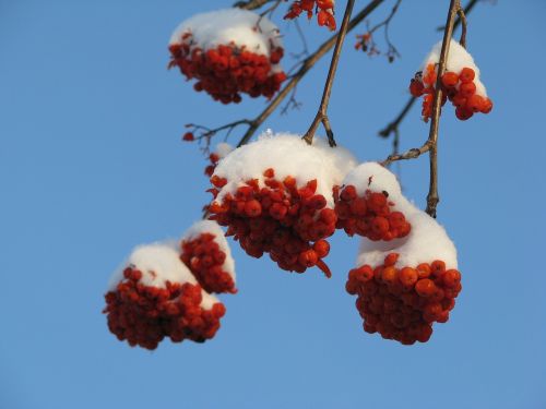 Rowan, Sniegas, Žiema