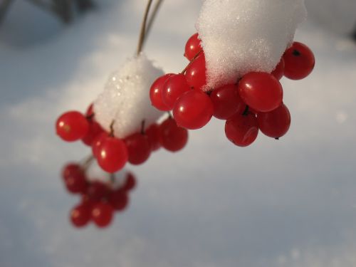 Rowan, Gamta, Žiema, Rusija
