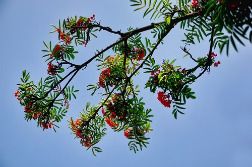 Rowanberries,  Paukštis Uogų Medis,  Paukščių Uogų Šaka,  Dangus,  Vasara