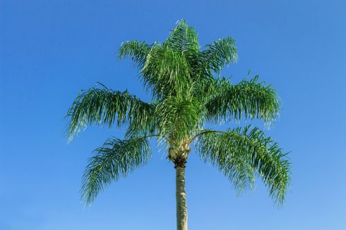 Karališkoji Palmė, Atogrąžų Augalas, Palmė, Karibai