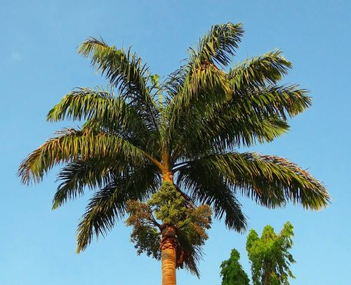 Karališkoji Palmė, Delnas, Roystonea Regia, Ascaceae, Medis, Kittur, Belgaum, Indija