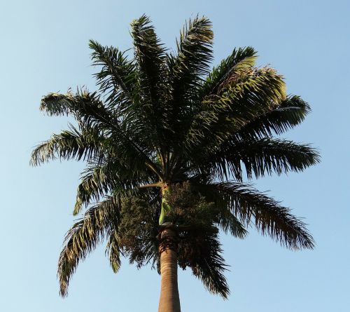 Karališkoji Palmė, Delnas, Roystonea Regia, Ascaceae, Medis, Kittur, Belgaum, Indija