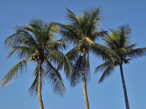 Karališkos Delnys, Kokoso Medžiai, Girnas, Mėlynas, Mėlynas Dangus, Karibai, Jamaika, Rio, Egzotiškas, Atogrąžų, Medžiai, Gamta