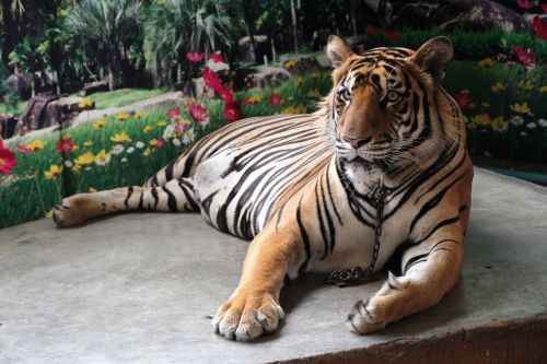 Tiger Luang, Tigras, Zoologijos Sodas, Gyvūnai