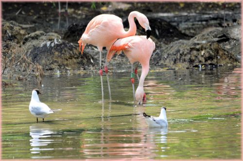 Flamingo,  Rožinis,  Paukštis,  Zoologijos Sodas,  Artis,  Holland,  Amsterdamas,  Meilė,  Poros,  Veislės & Nbsp,  Laikas,  Vanduo,  Gamta,  Gyvūnas,  Gyvūnai,  Rožinė Meilė 1