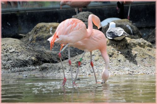 Flamingo,  Rožinis,  Paukštis,  Zoologijos Sodas,  Artis,  Holland,  Amsterdamas,  Meilė,  Poros,  Veislės & Nbsp,  Laikas,  Vanduo,  Gamta,  Gyvūnas,  Gyvūnai,  Rožinė Meilė 3