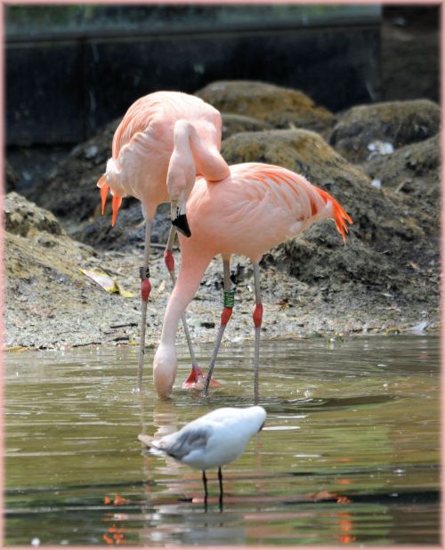 Flamingo,  Rožinis,  Paukštis,  Zoologijos Sodas,  Artis,  Holland,  Amsterdamas,  Meilė,  Poros,  Veislės & Nbsp,  Laikas,  Vanduo,  Gamta,  Gyvūnas,  Gyvūnai,  Rožinė Meilė 4