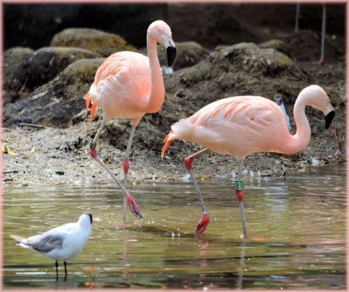 Flamingo,  Rožinis,  Paukštis,  Zoologijos Sodas,  Artis,  Holland,  Amsterdamas,  Meilė,  Poros,  Veislės & Nbsp,  Laikas,  Vanduo,  Gamta,  Gyvūnas,  Gyvūnai,  Rožinė Meilė 5
